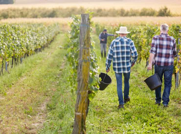 Degli uomini si recano a fare raccolta in un campo