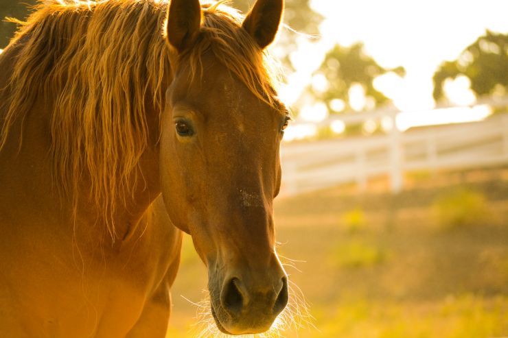 L'hobbyhorsing trae origine dall'equitazione