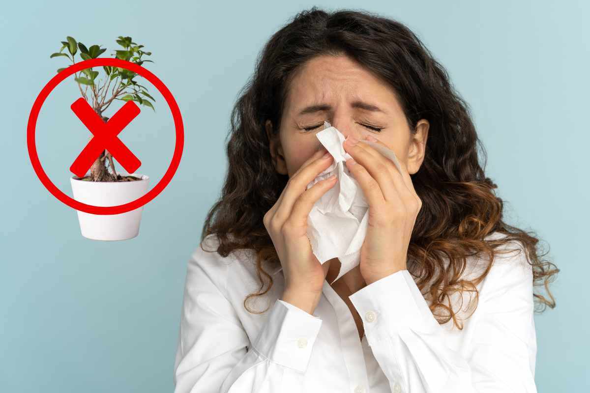 piante da appartamento nocive per allergici