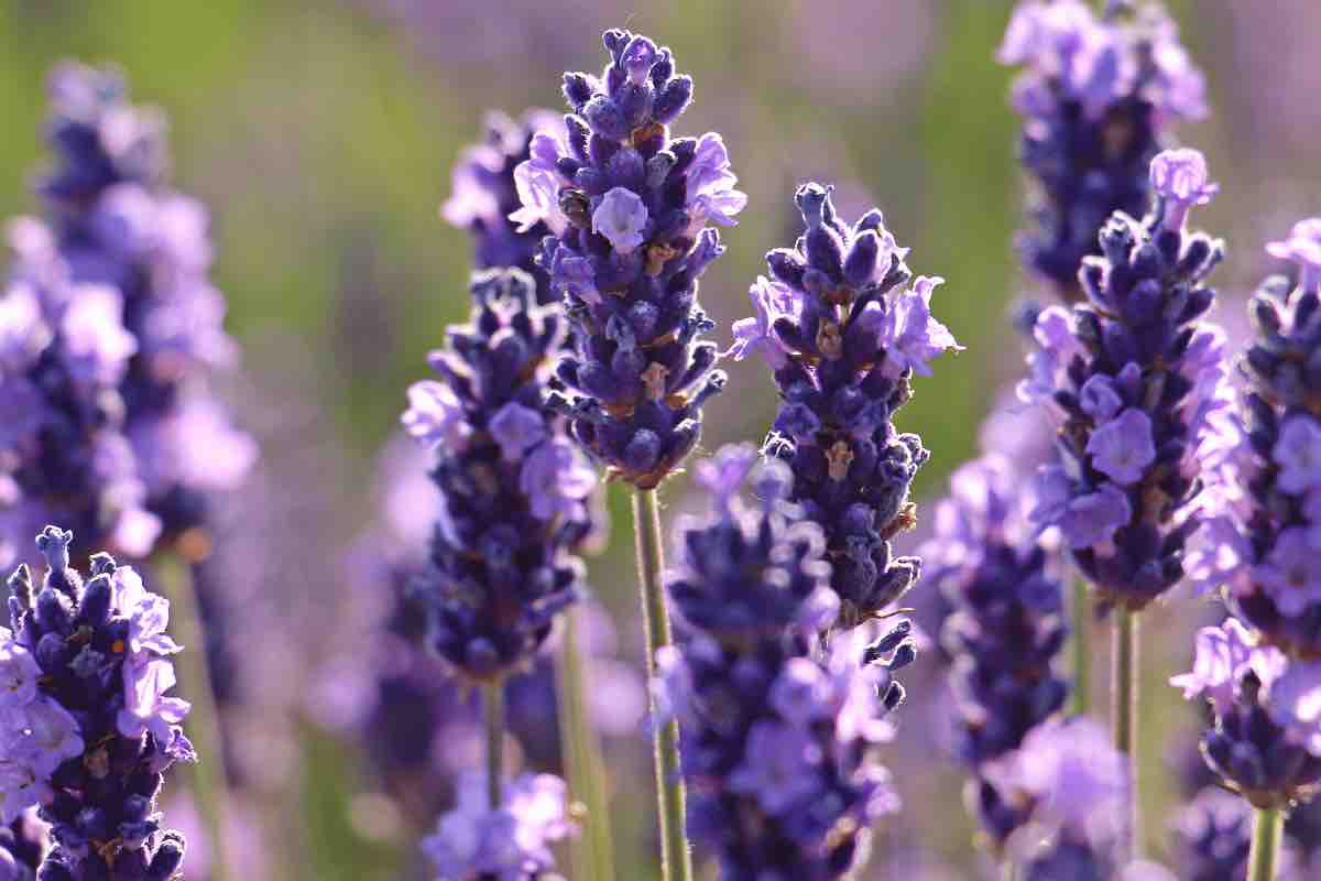 Quando seminare la lavanda? Ecco tutti i consigli utili