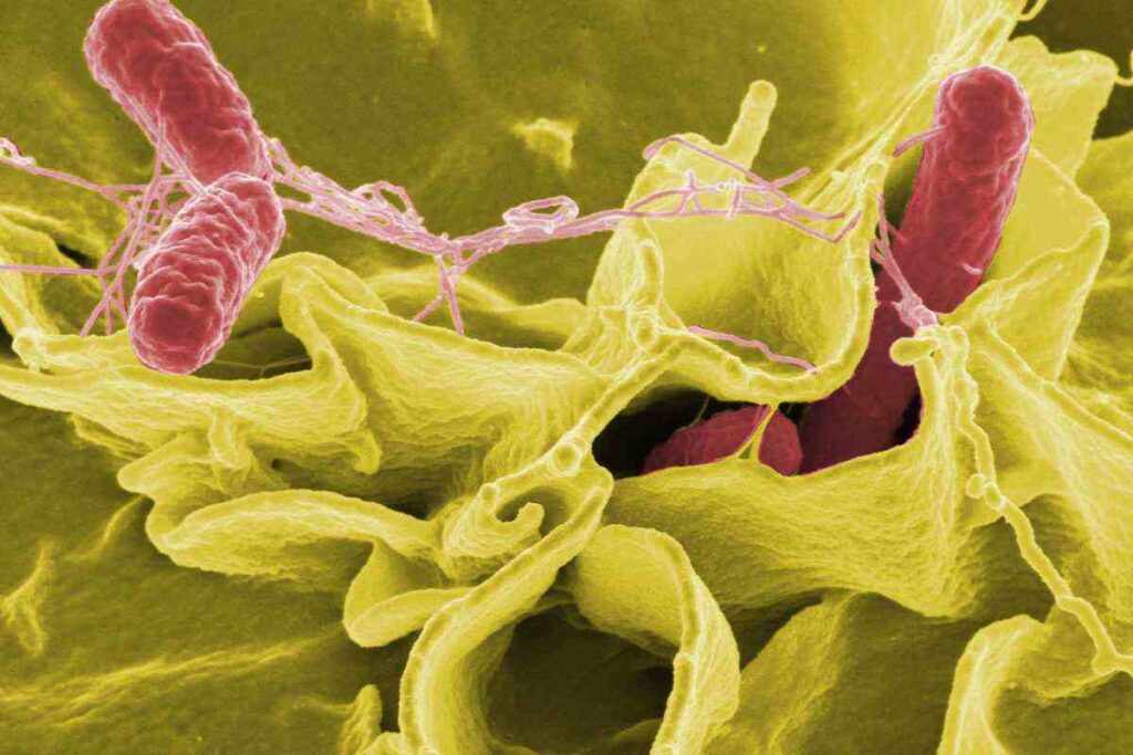 salmonella nei cibi richiami alimentari