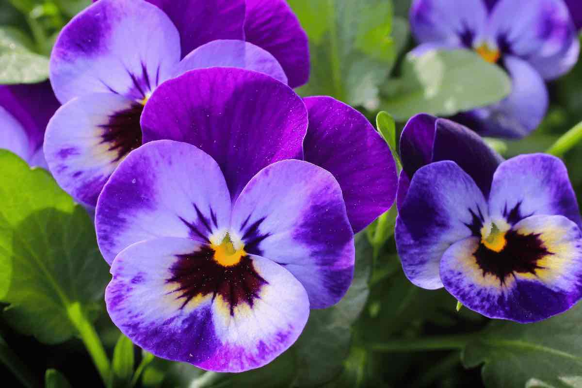 Migliori piante a fiori aprile