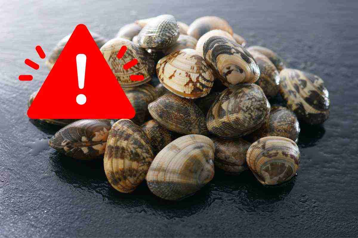 vongole ritirate dal commercio per e coli