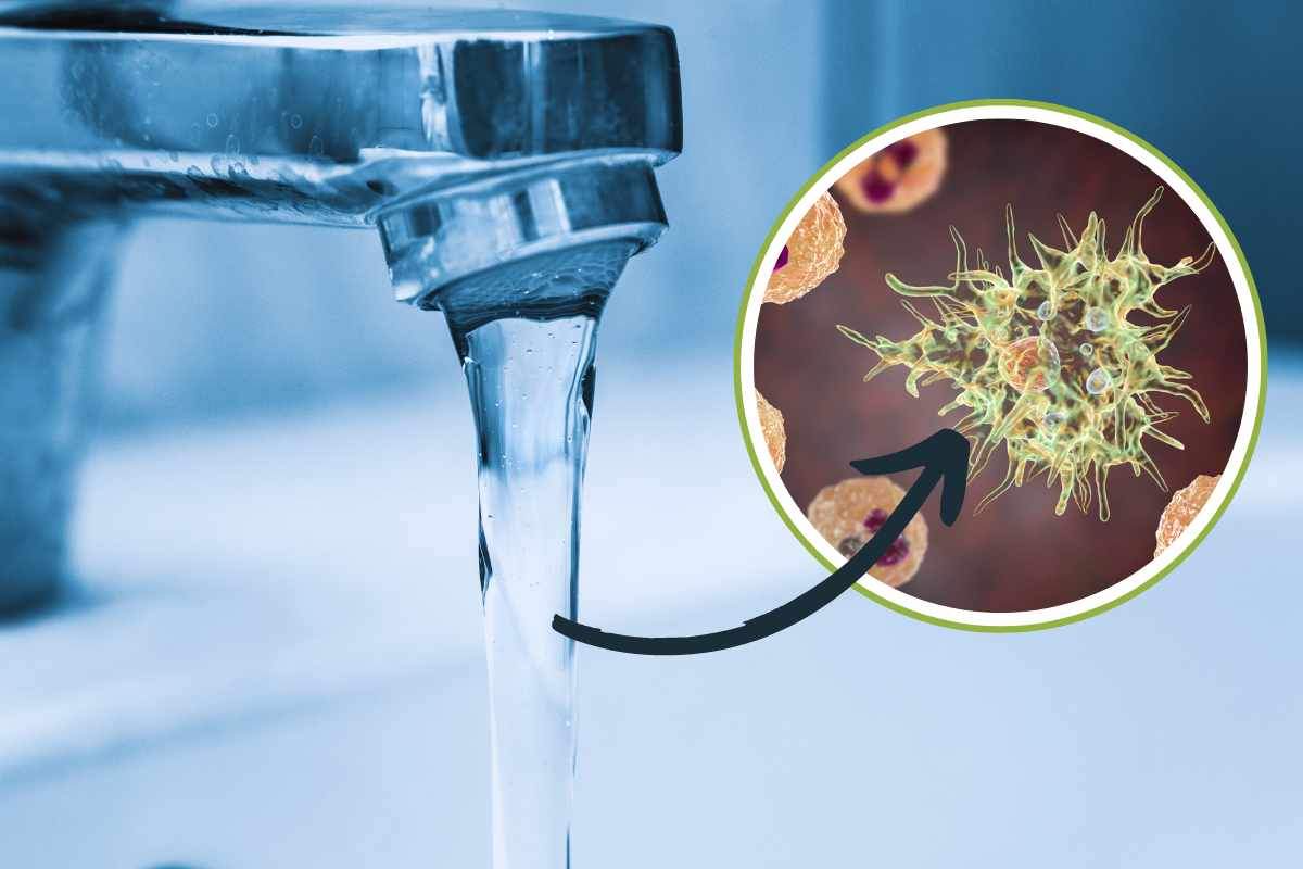 ameba mangia cervello nell'acqua del rubinetto