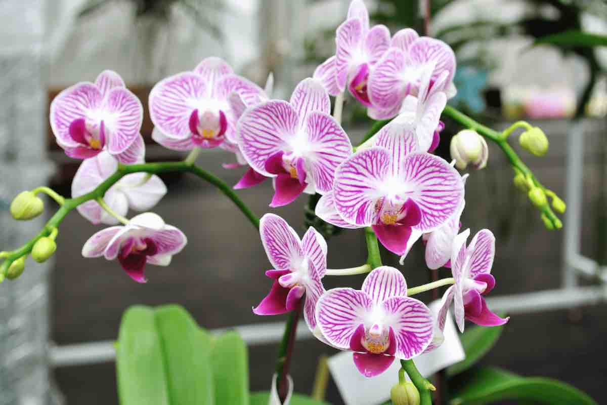Orchidee, l'ingrediente segreto