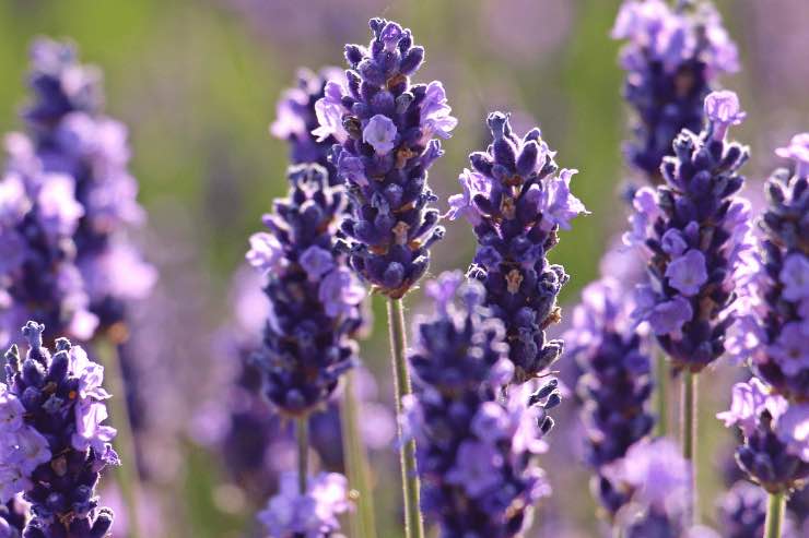 Con queste piante i topi staranno lontani dal tuo giardino