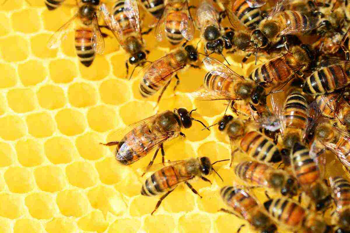 Lo studio sui pesticidi nel miele 