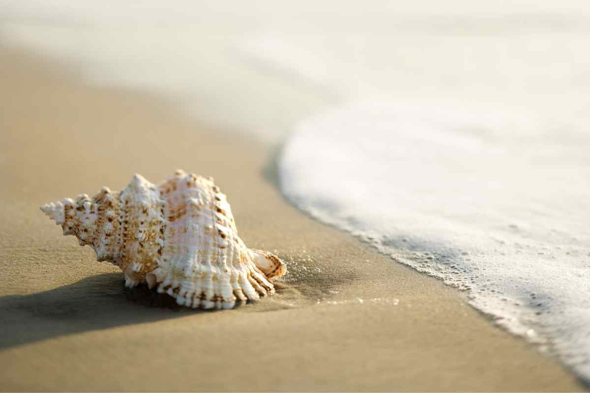 I divieti e le multe in spiaggia 