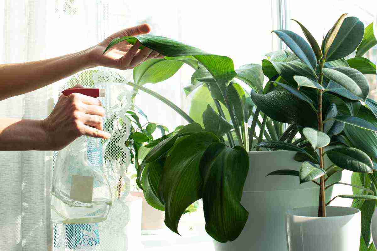 Come dare l'acqua alle piante quando siete in vacanza
