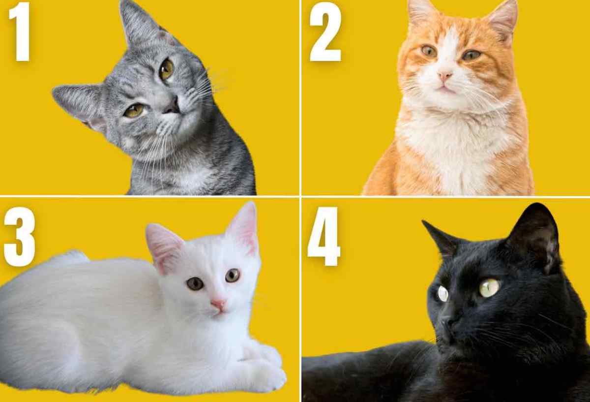 Test di personalità con 4 opzioni di gatti