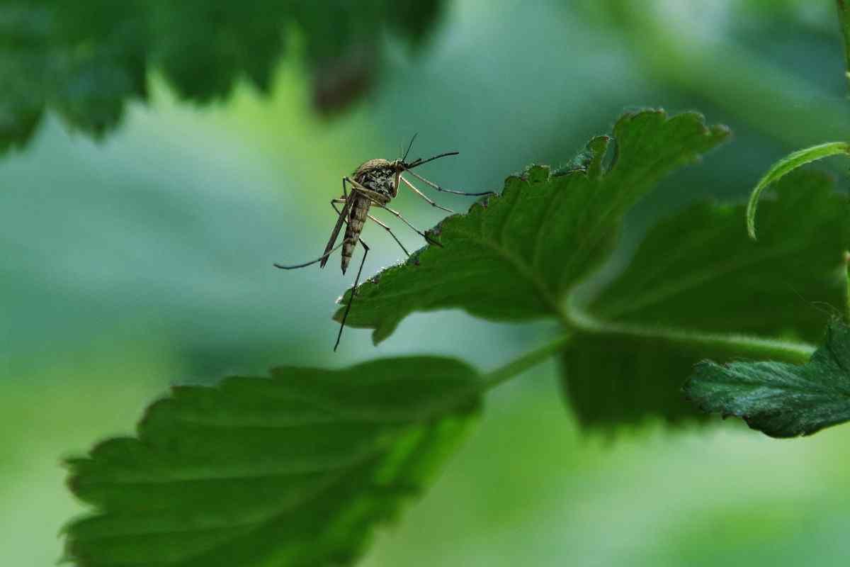 I consigli per tenere le zanzare lontane dal giardino 