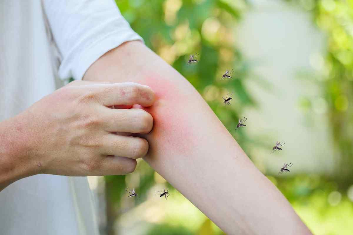 Eliminare le zanzare dal giardino