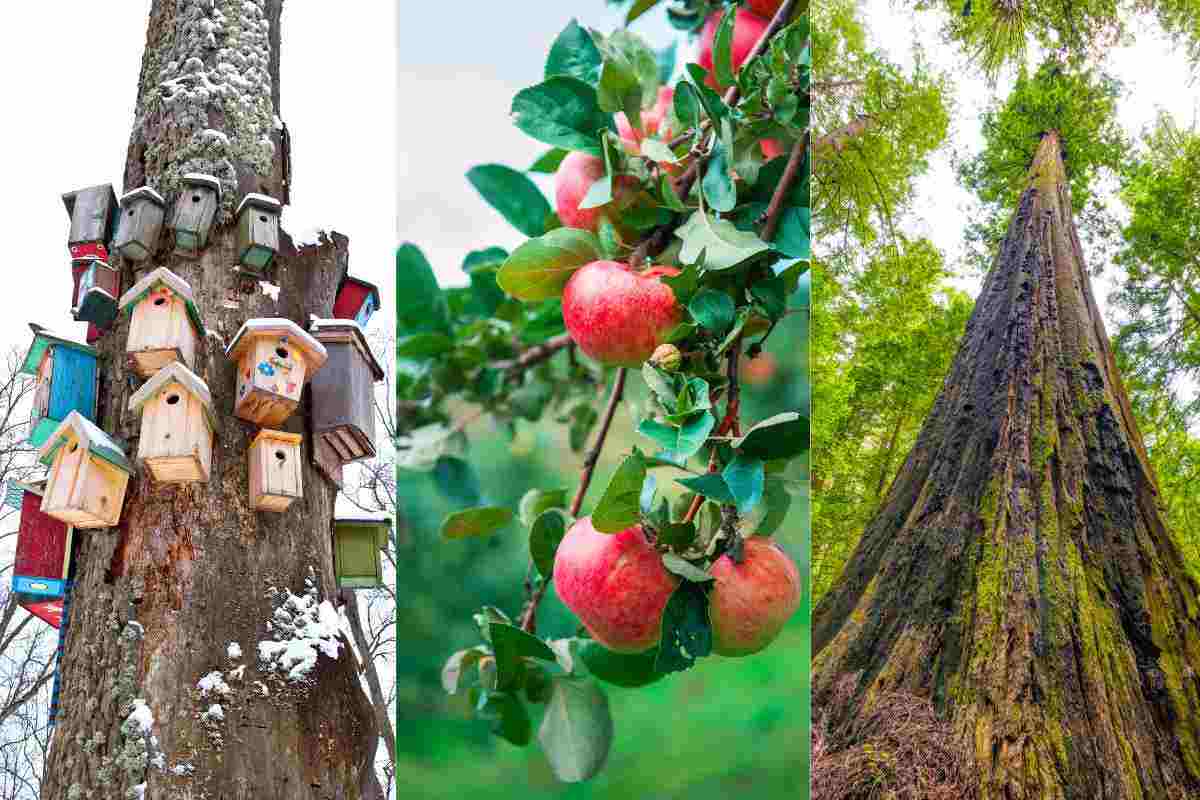 test della personalità immagini di alberi