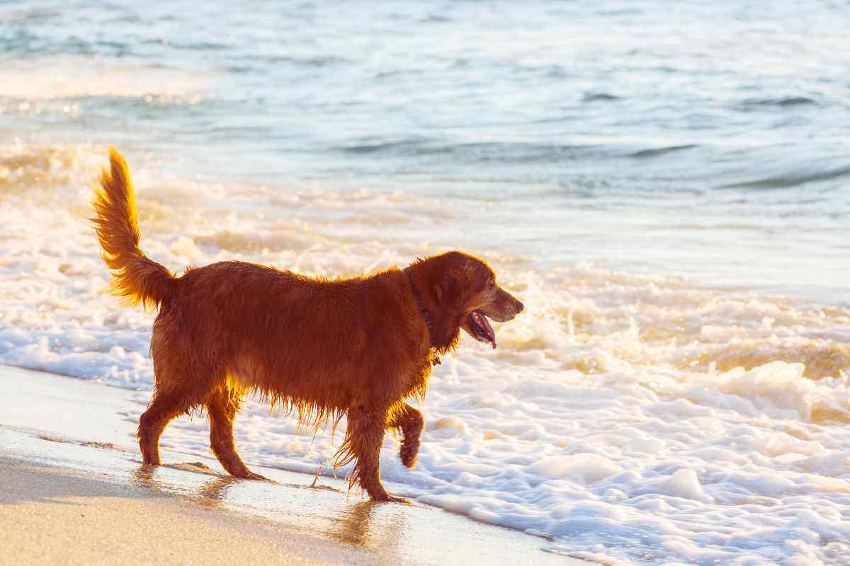 come fare col cane o gatto in spiaggia