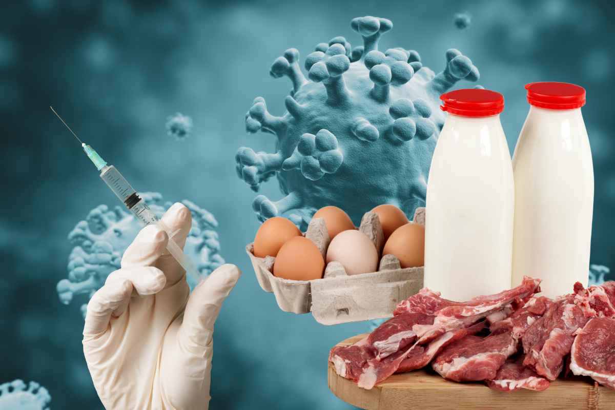 influenza aviaria carne e latte sono sicuri