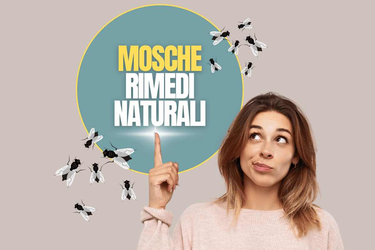 Rimedi naturali per allontanare le mosche