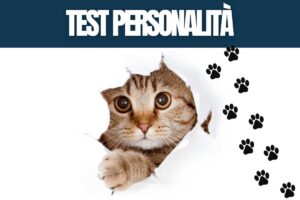 test personalità immagini gatti