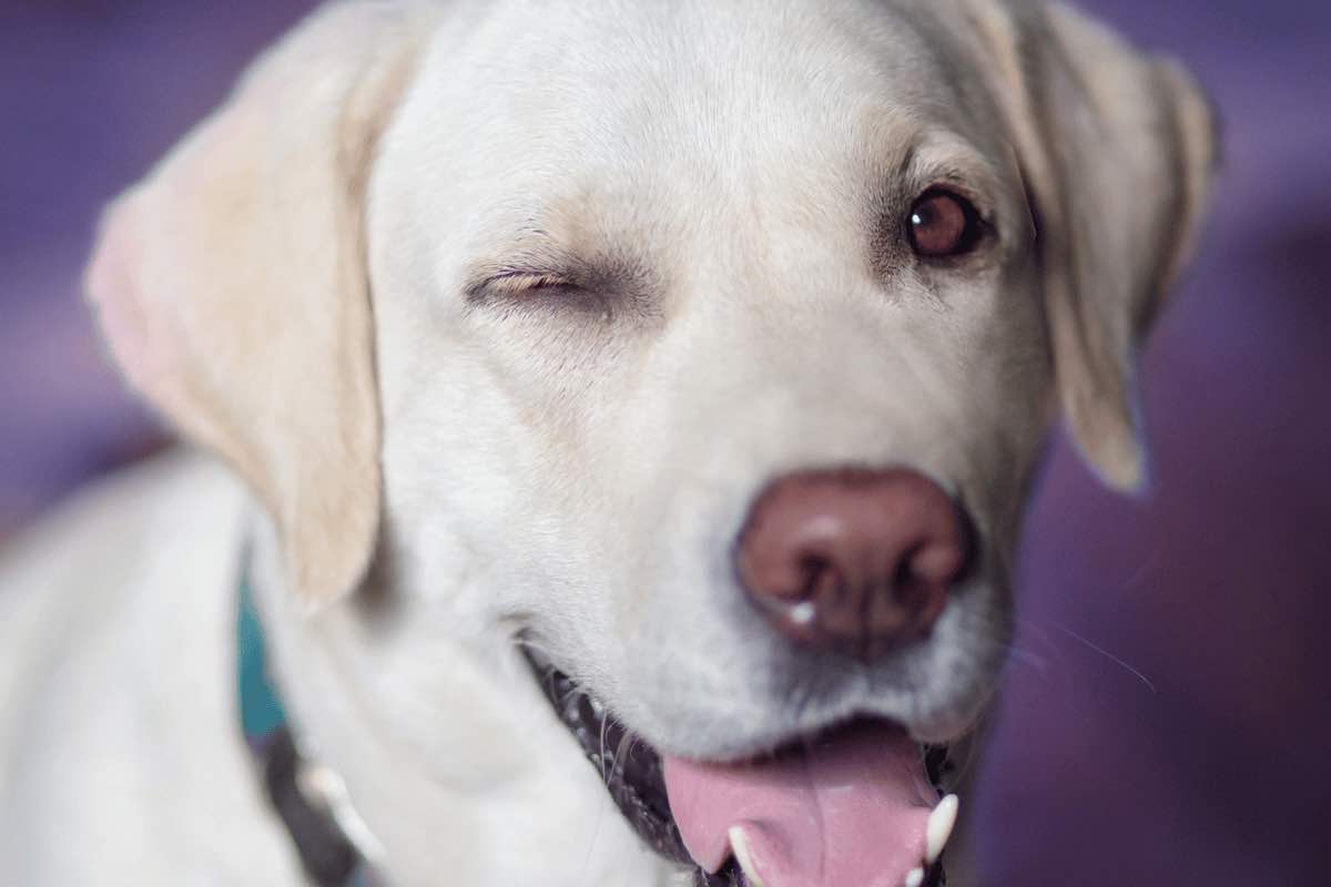 Congiuntivite cane: ecco come riconoscerla