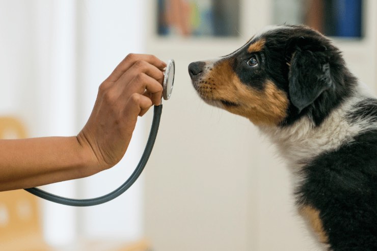 Congiuntivite cane: ecco come riconoscerla